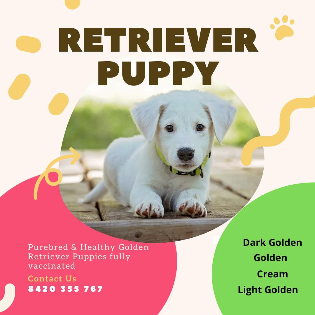 The Thriving Pet Market in Kolkata: A Guide to Buying Dogs in the City of Joy