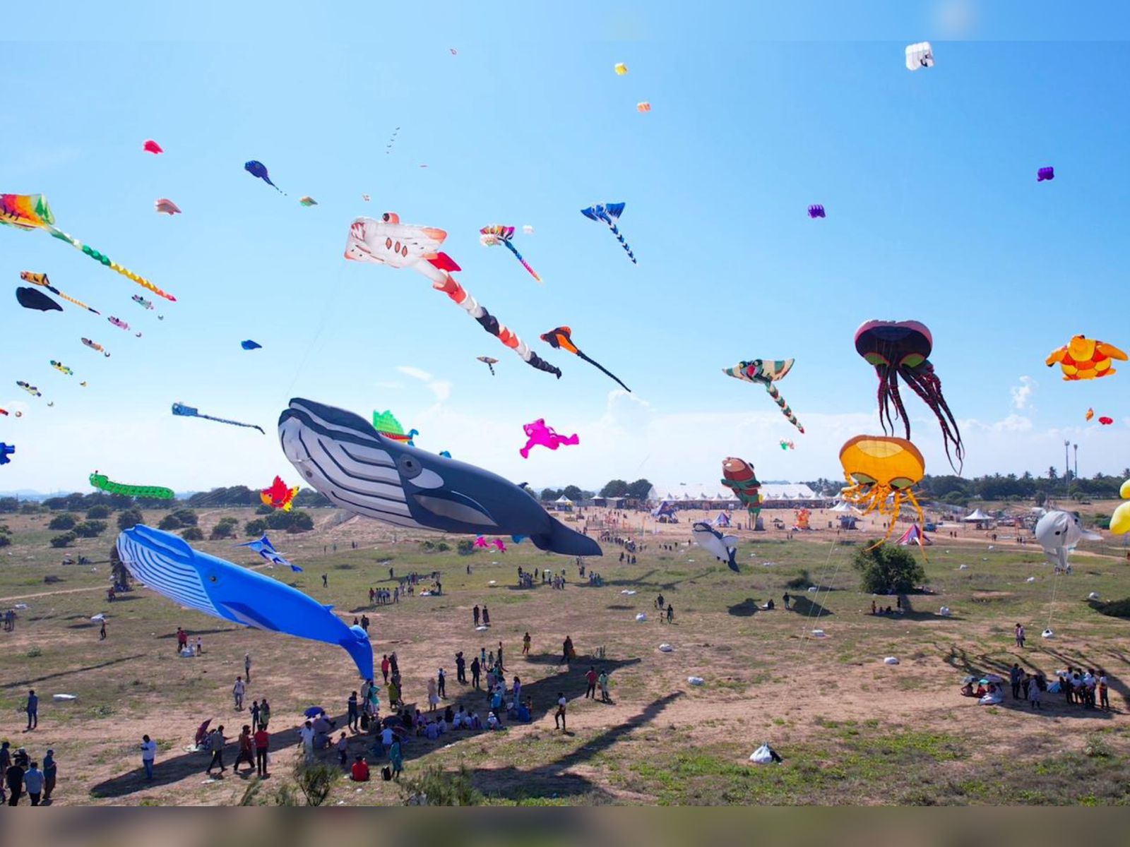 Tamil Nadu to Host 4th Edition of International Kite Festival in Mahabalipuram, Spotlighting Marine Conservation and Boosting Domestic Tourism